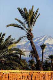 Image du Maroc Professionnelle de  Photo prise de la Palmeraie de Marrakech, où quelques palmiers cohabitent avec les lampadaires, d'ailleurs cet arbre tropical à grandes feuilles palmées est sacré, il fait partie des composantes majeures de l'identité de la ville rouge, depuis très longtemps, la loi  interdit formellement d'en couper, sous peine de très fortes amendes. Malheureusement ce n’est pas le cas pour les autres arbres qui sont régulièrement victimes d'arrachement à la tronçonneuse. au fond le mont Toubkal du haut Atlas enneigé, le 18 Mars 2002. (Photo / Abdeljalil Bounhar)

Toubkal, palmeraie de Marrakech, palmier, neige, mont, montagne, paysage